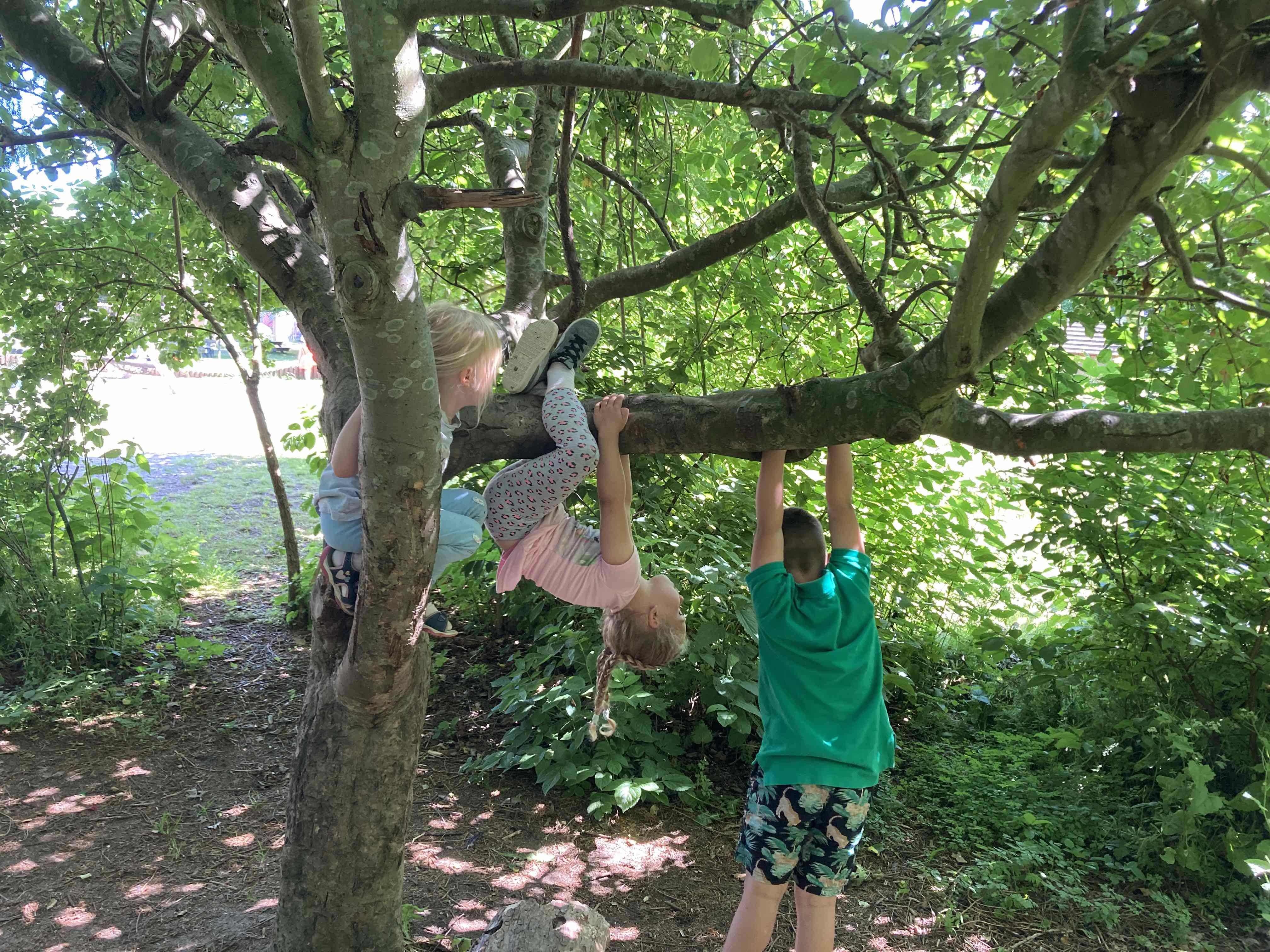 Børnehavebørn klatrer i træer